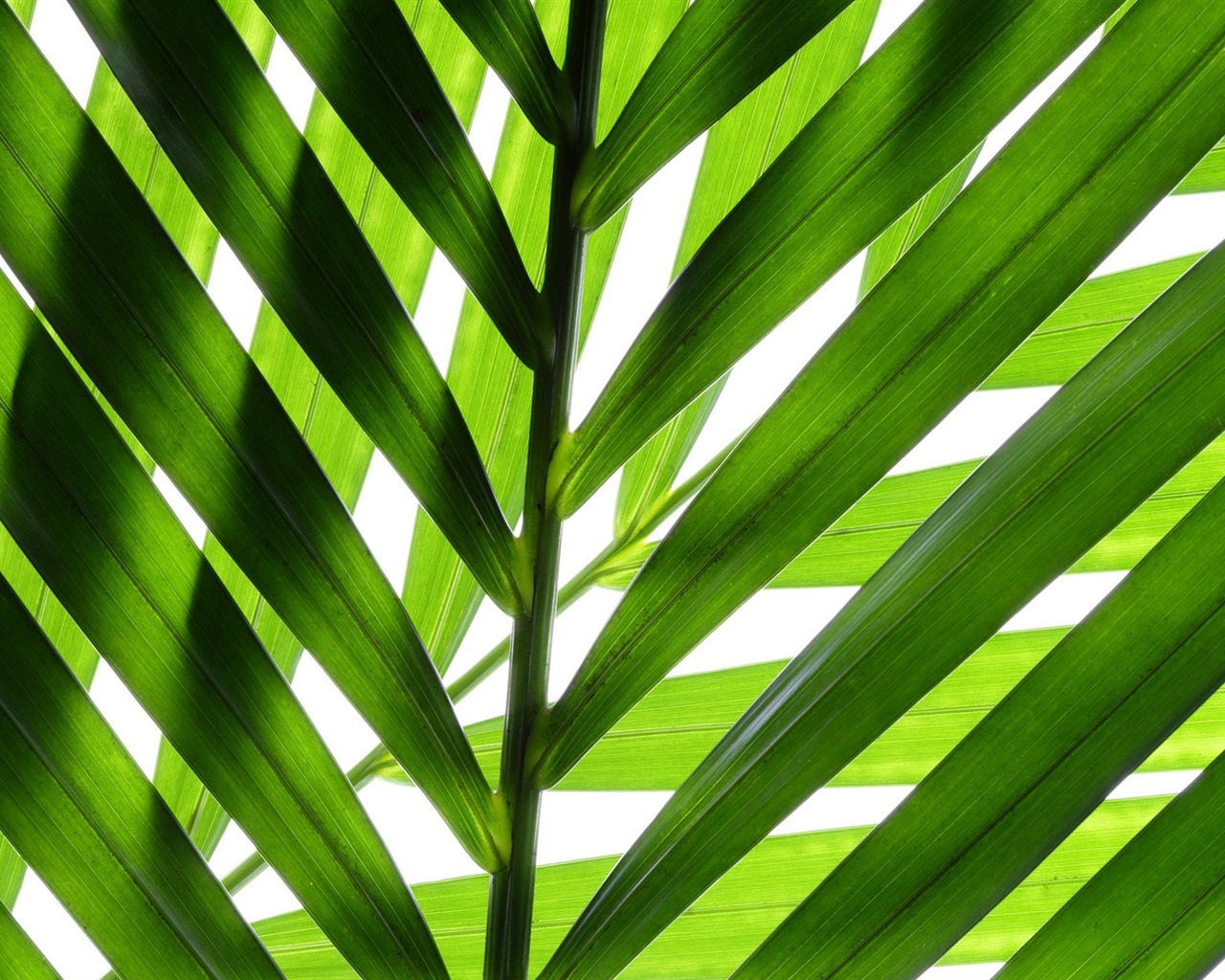 Les feuilles vertes fond d'écran #14 - 1280x1024