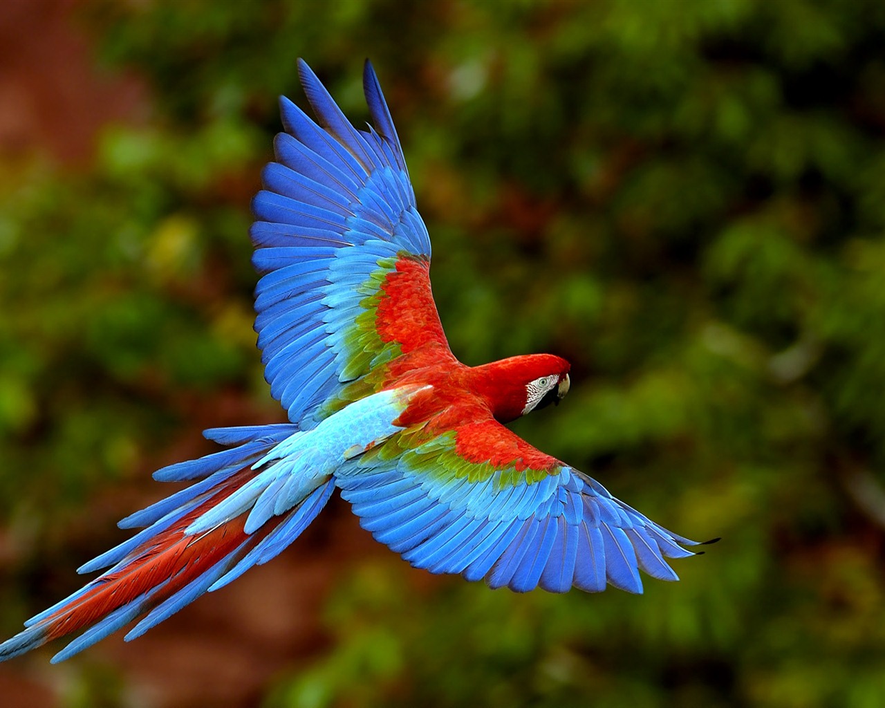 윈도우 7 배경 화면 : 아름다운 새들 #9 - 1280x1024