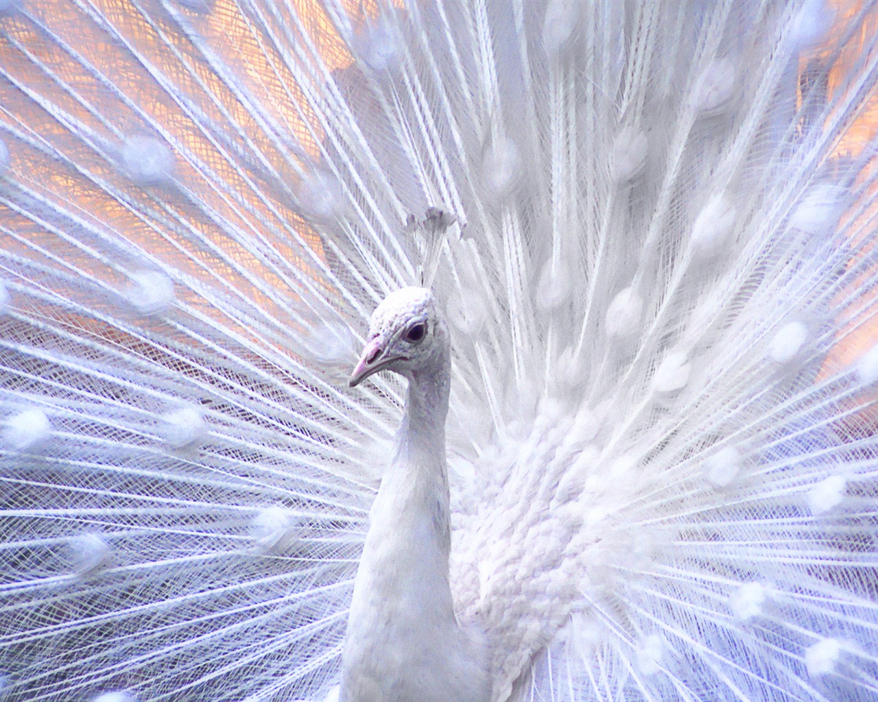 윈도우 7 배경 화면 : 아름다운 새들 #15 - 1280x1024