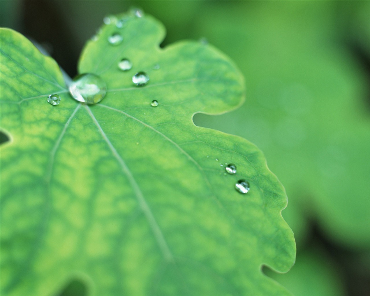 Green leaf with water droplets HD wallpapers #6 - 1280x1024