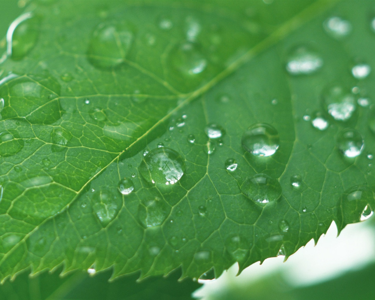 Green leaf with water droplets HD wallpapers #11 - 1280x1024