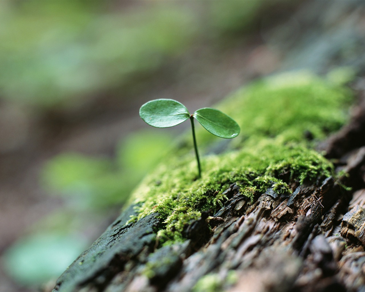 The fresh green shoots close-up wallpaper #4 - 1280x1024