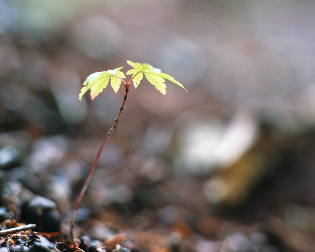 The fresh green shoots close-up wallpaper #5 - 1280x1024