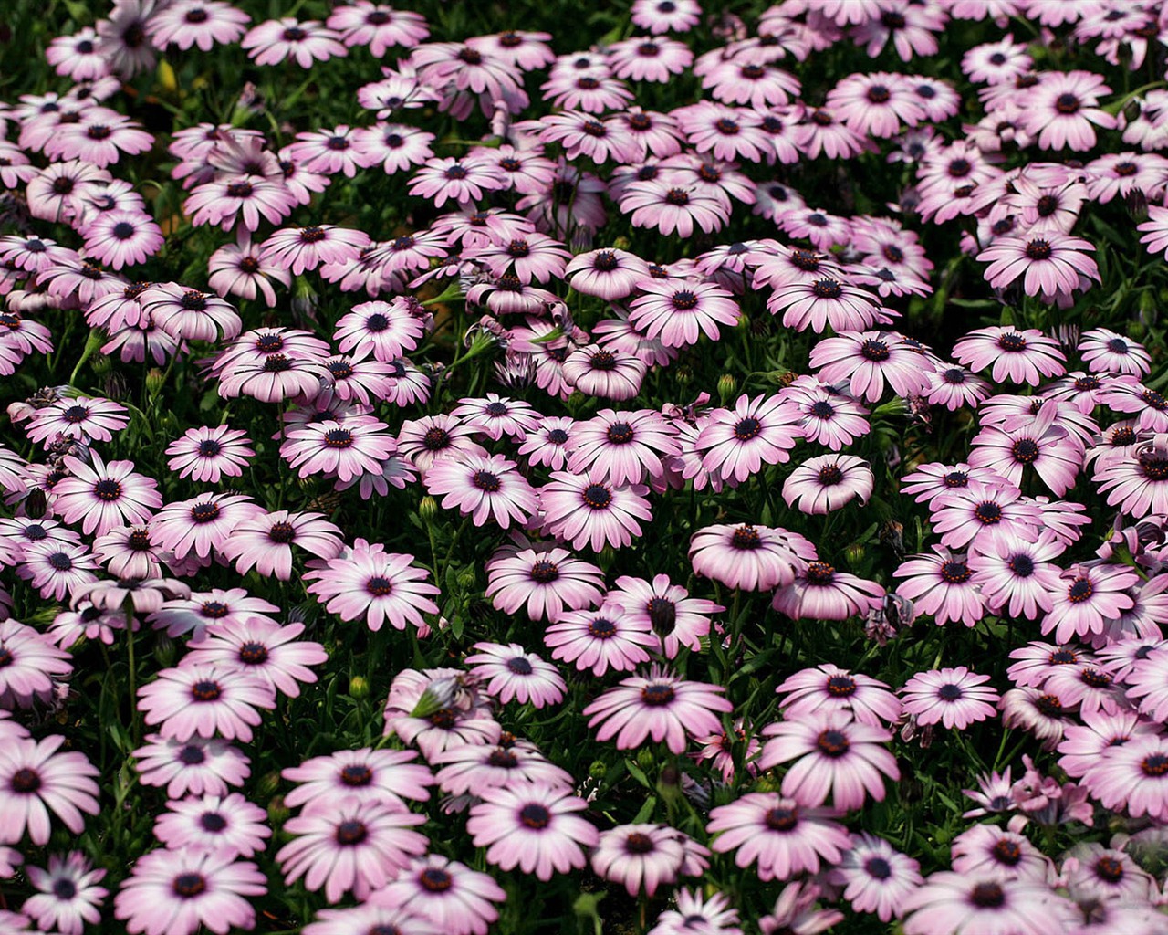 Schöne Blumen Ringelblume wallpapers #8 - 1280x1024