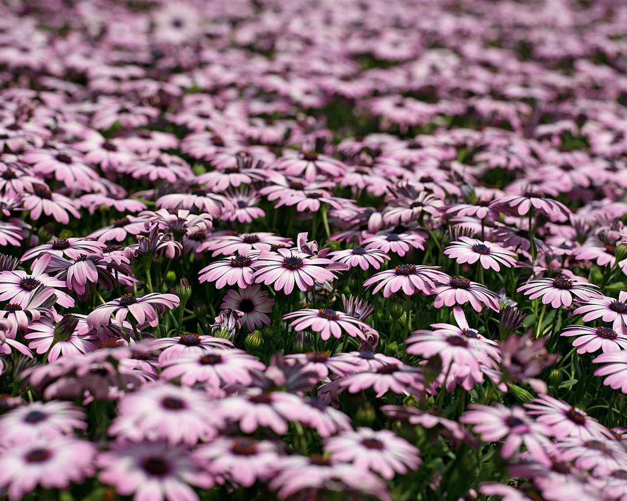 Schöne Blumen Ringelblume wallpapers #23 - 1280x1024