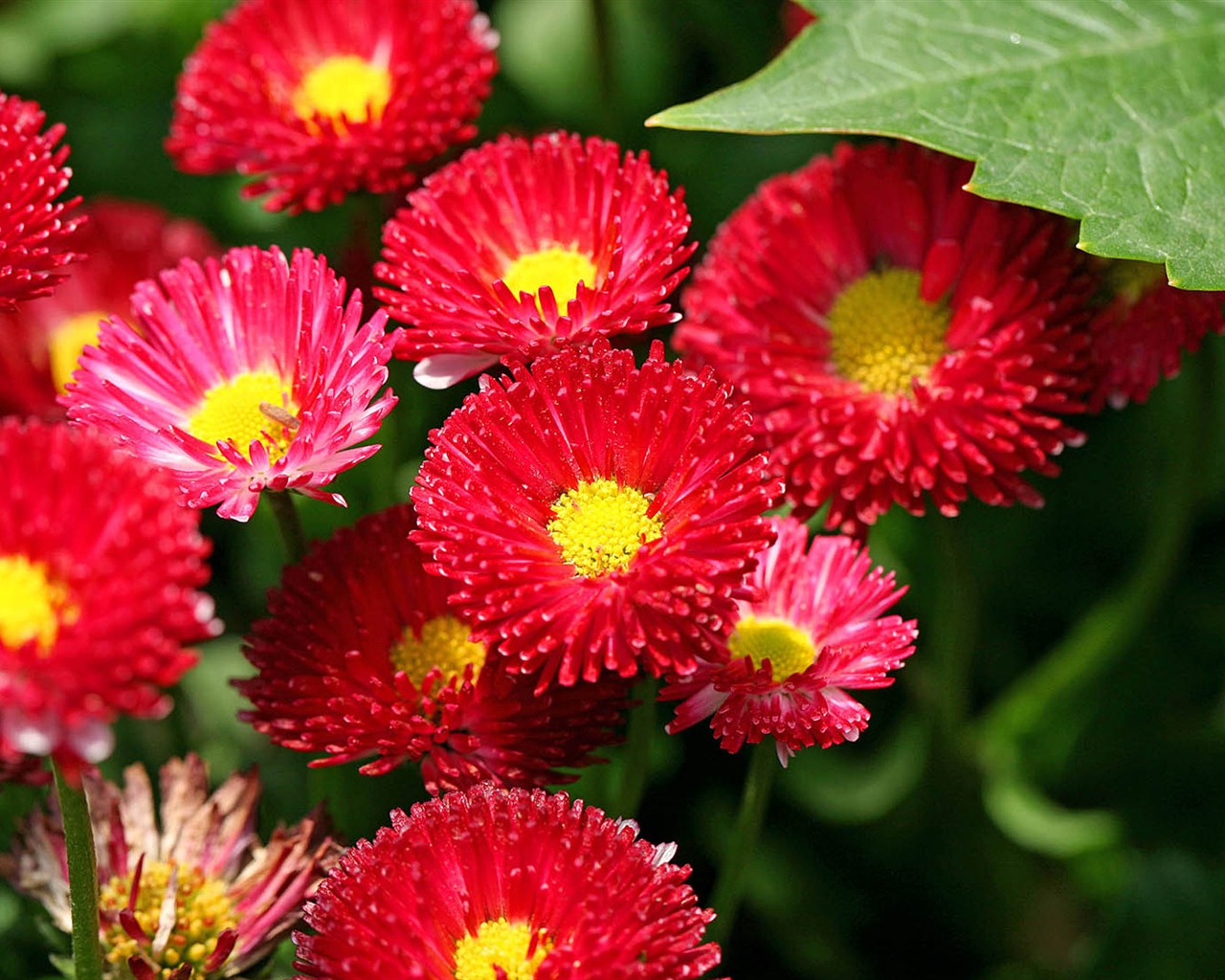 Sedmikrásky květiny close-up tapety HD #2 - 1280x1024