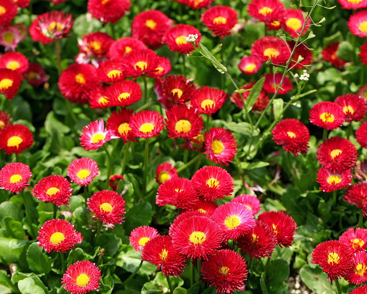 Sedmikrásky květiny close-up tapety HD #4 - 1280x1024