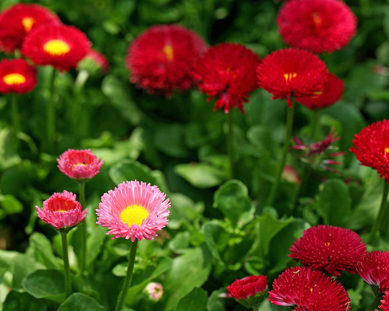 Sedmikrásky květiny close-up tapety HD #5 - 1280x1024