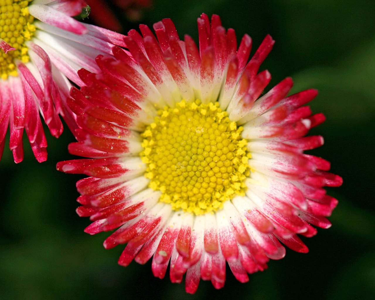 Sedmikrásky květiny close-up tapety HD #6 - 1280x1024