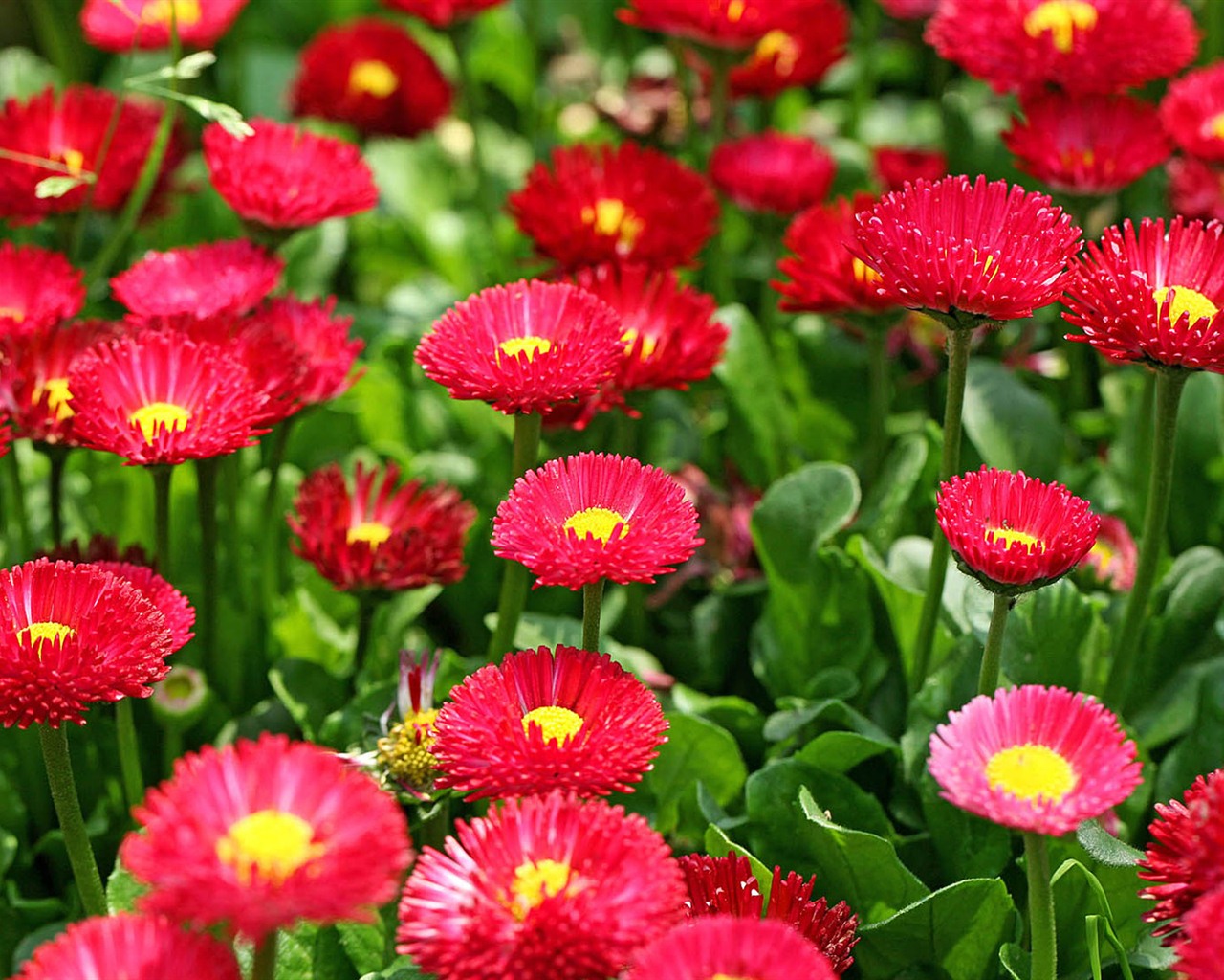Sedmikrásky květiny close-up tapety HD #7 - 1280x1024