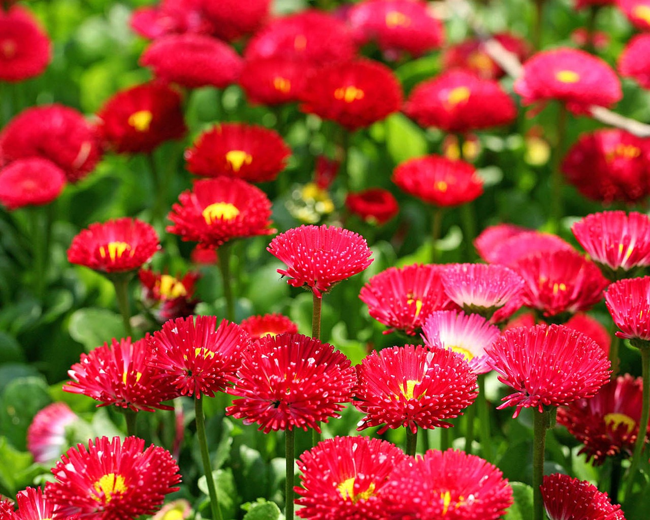 Sedmikrásky květiny close-up tapety HD #8 - 1280x1024