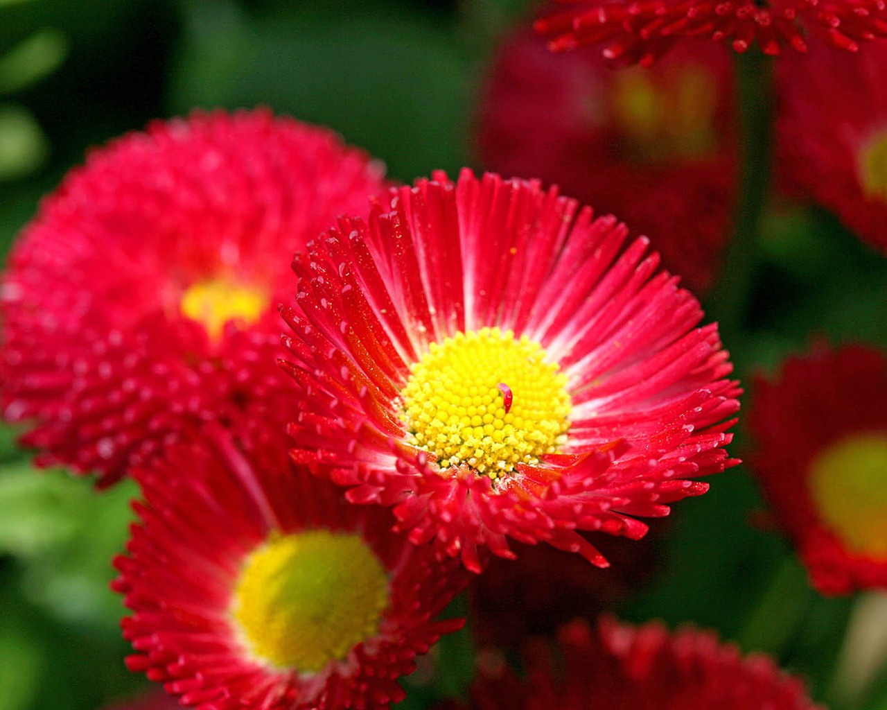 Sedmikrásky květiny close-up tapety HD #9 - 1280x1024