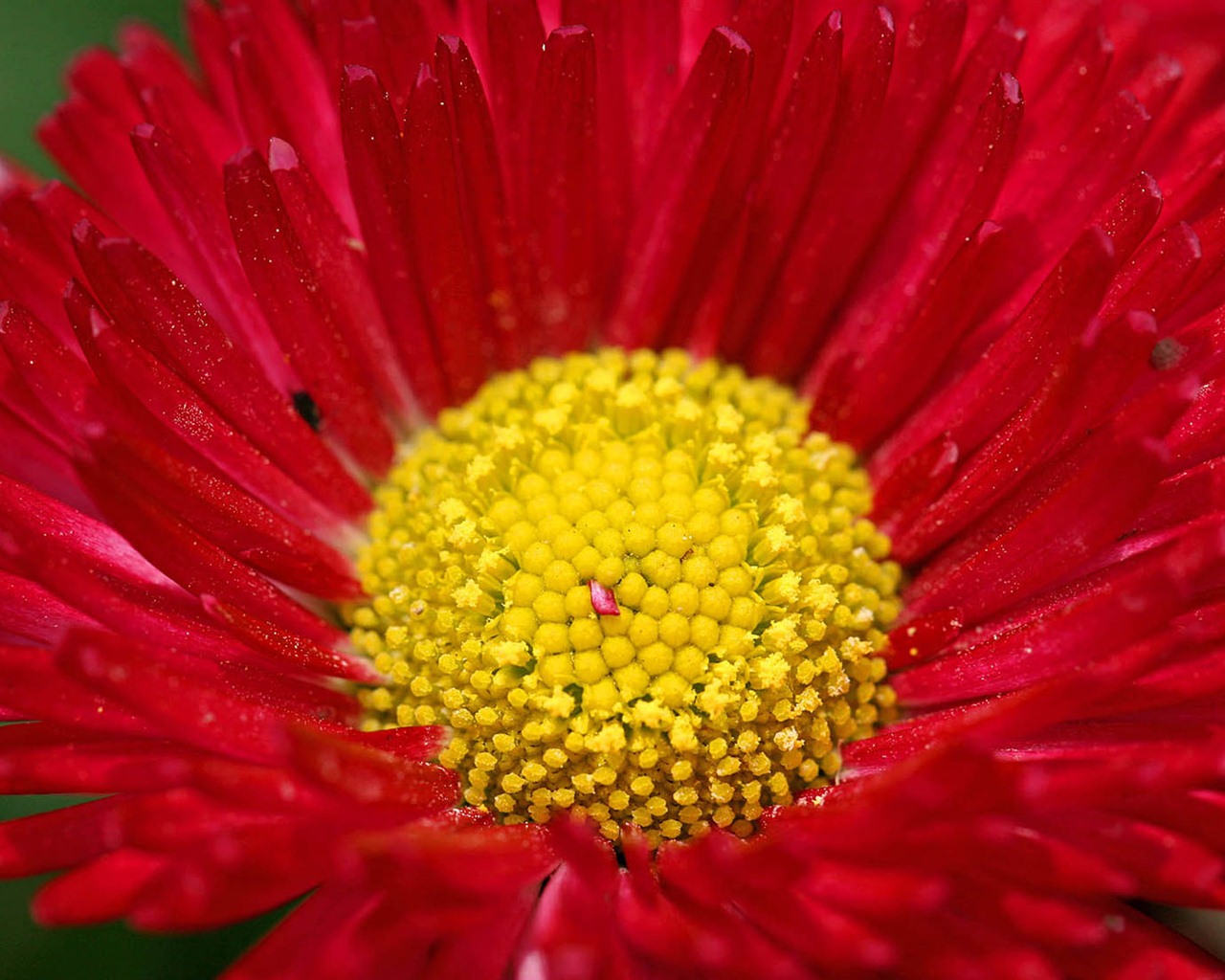 Sedmikrásky květiny close-up tapety HD #10 - 1280x1024
