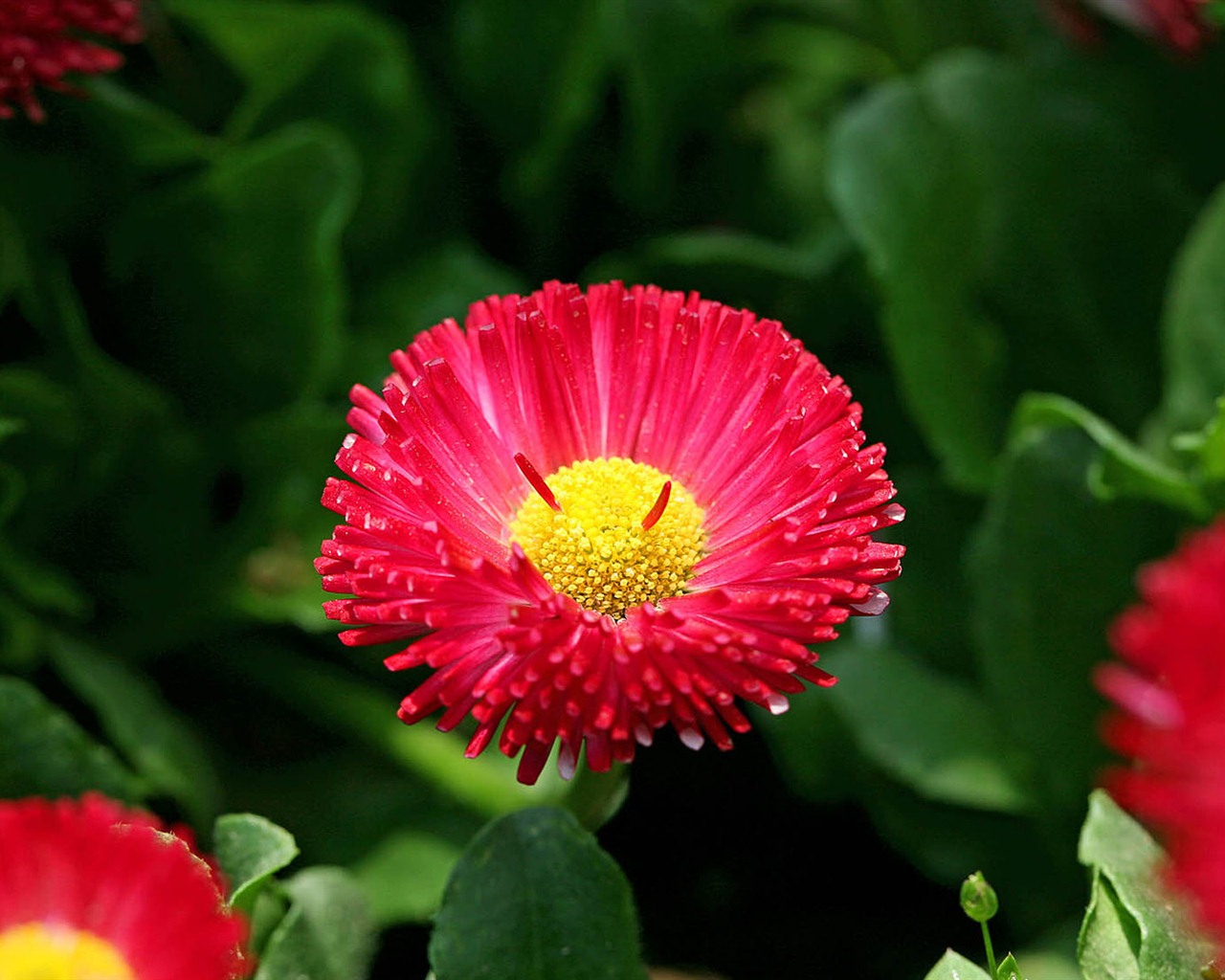 Sedmikrásky květiny close-up tapety HD #11 - 1280x1024