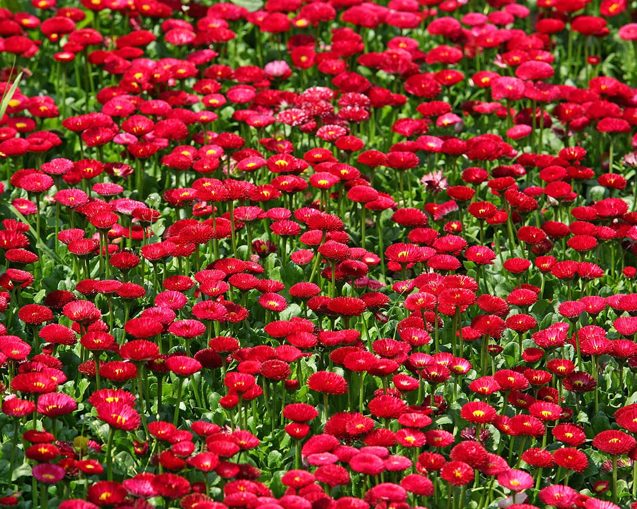 Sedmikrásky květiny close-up tapety HD #12 - 1280x1024