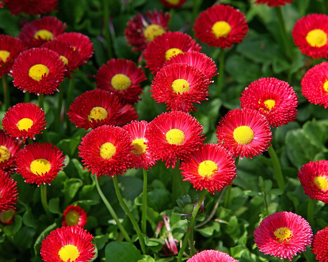 Sedmikrásky květiny close-up tapety HD #13 - 1280x1024