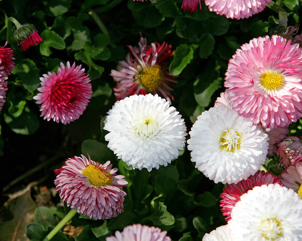 Sedmikrásky květiny close-up tapety HD #14 - 1280x1024
