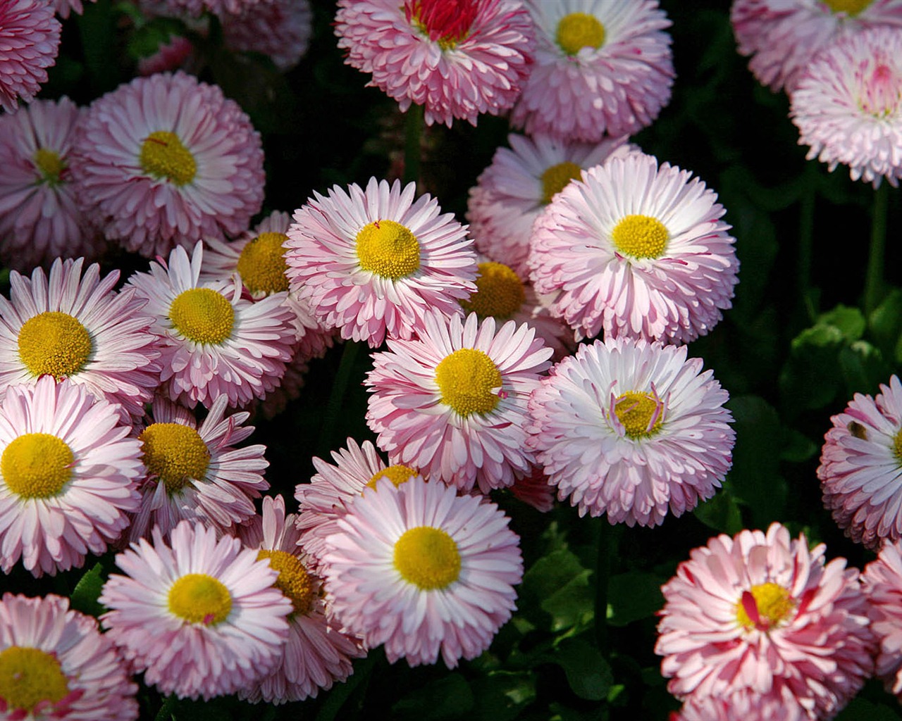 Daisies flowers close-up HD wallpapers #15 - 1280x1024
