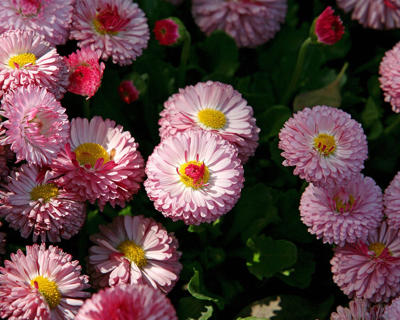 Sedmikrásky květiny close-up tapety HD #16 - 1280x1024