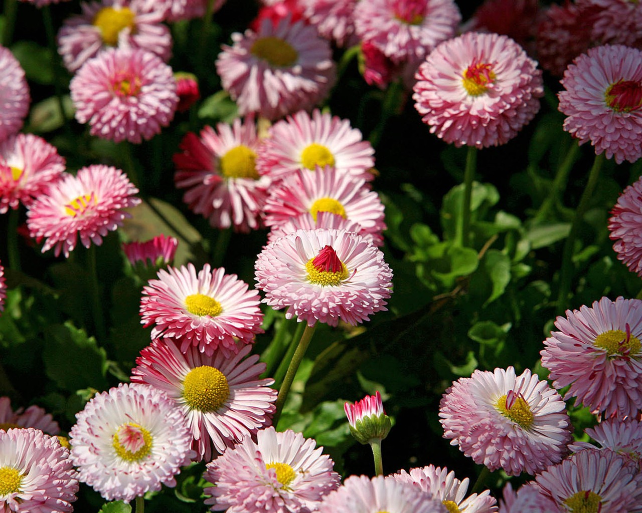 Daisies flowers close-up HD wallpapers #17 - 1280x1024