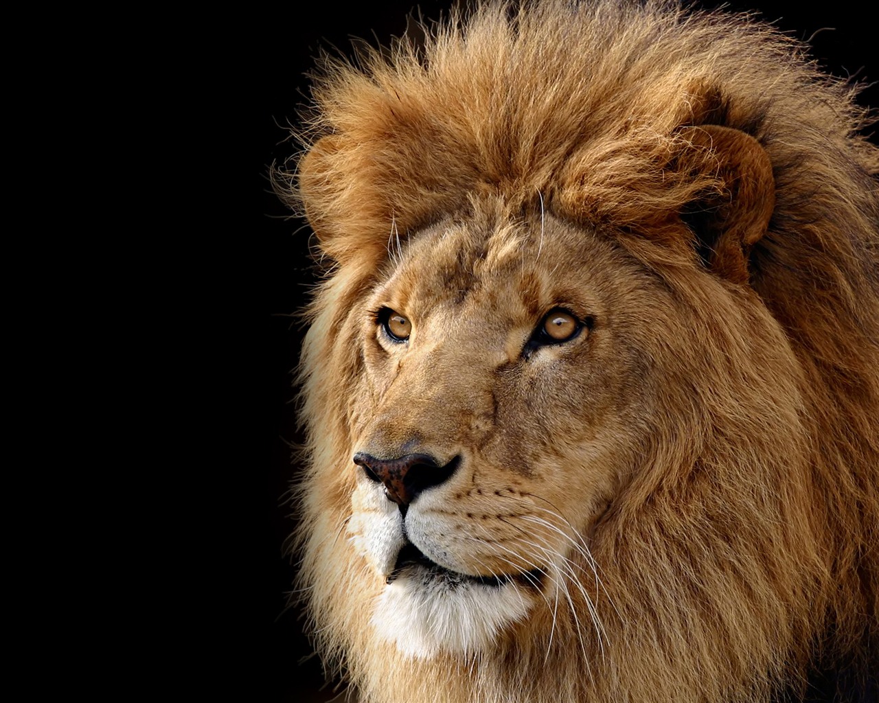 Mac OS X the Lion Apple systems official HD wallpapers #14 - 1280x1024