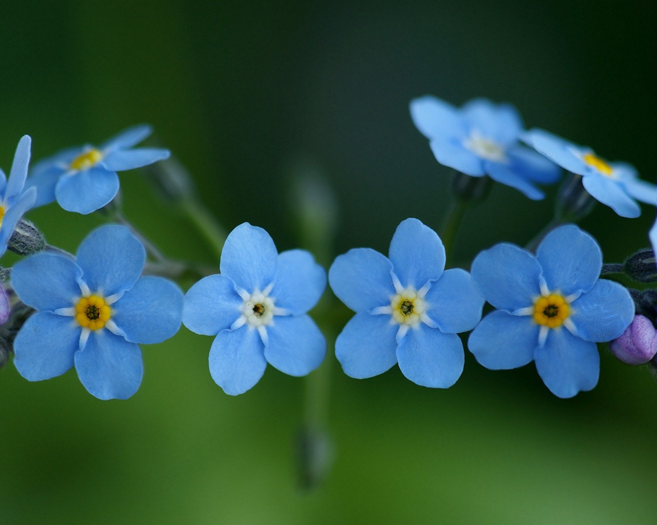 Malé a krásné forget-me-květiny HD tapetu #1 - 1280x1024