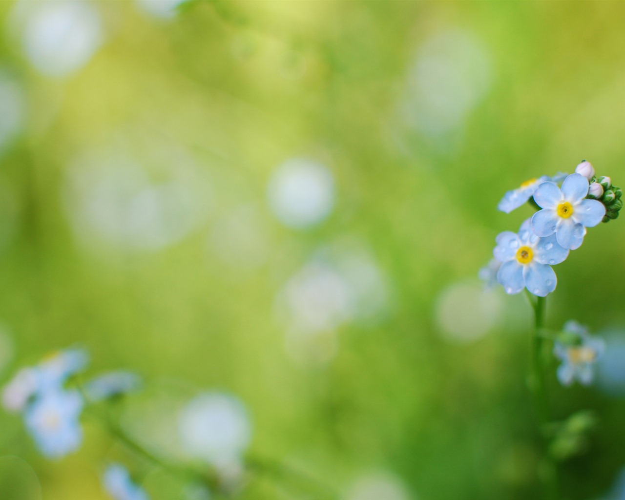 Malé a krásné forget-me-květiny HD tapetu #8 - 1280x1024