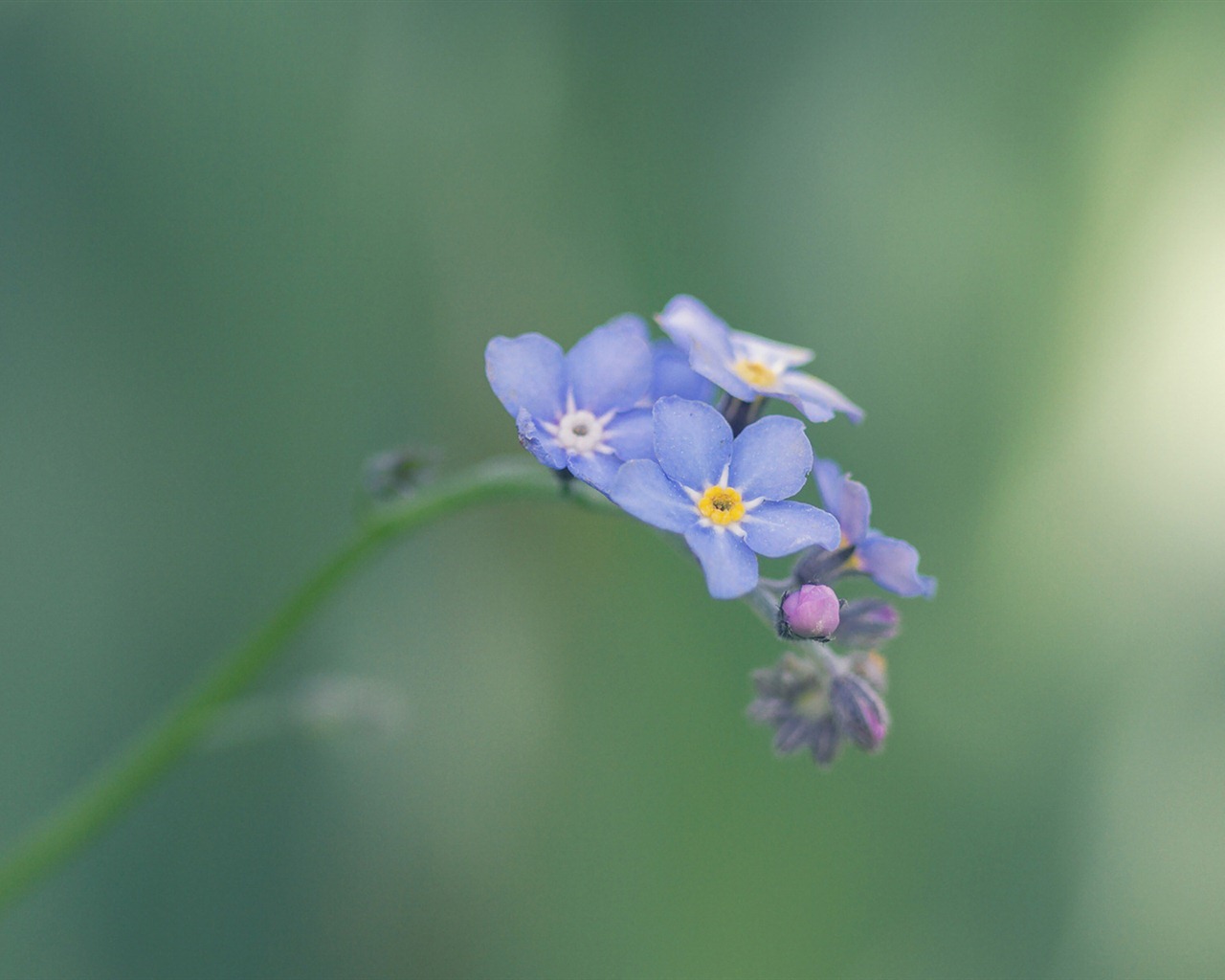 小さな美しい忘れな草の花のHDの壁紙 #17 - 1280x1024