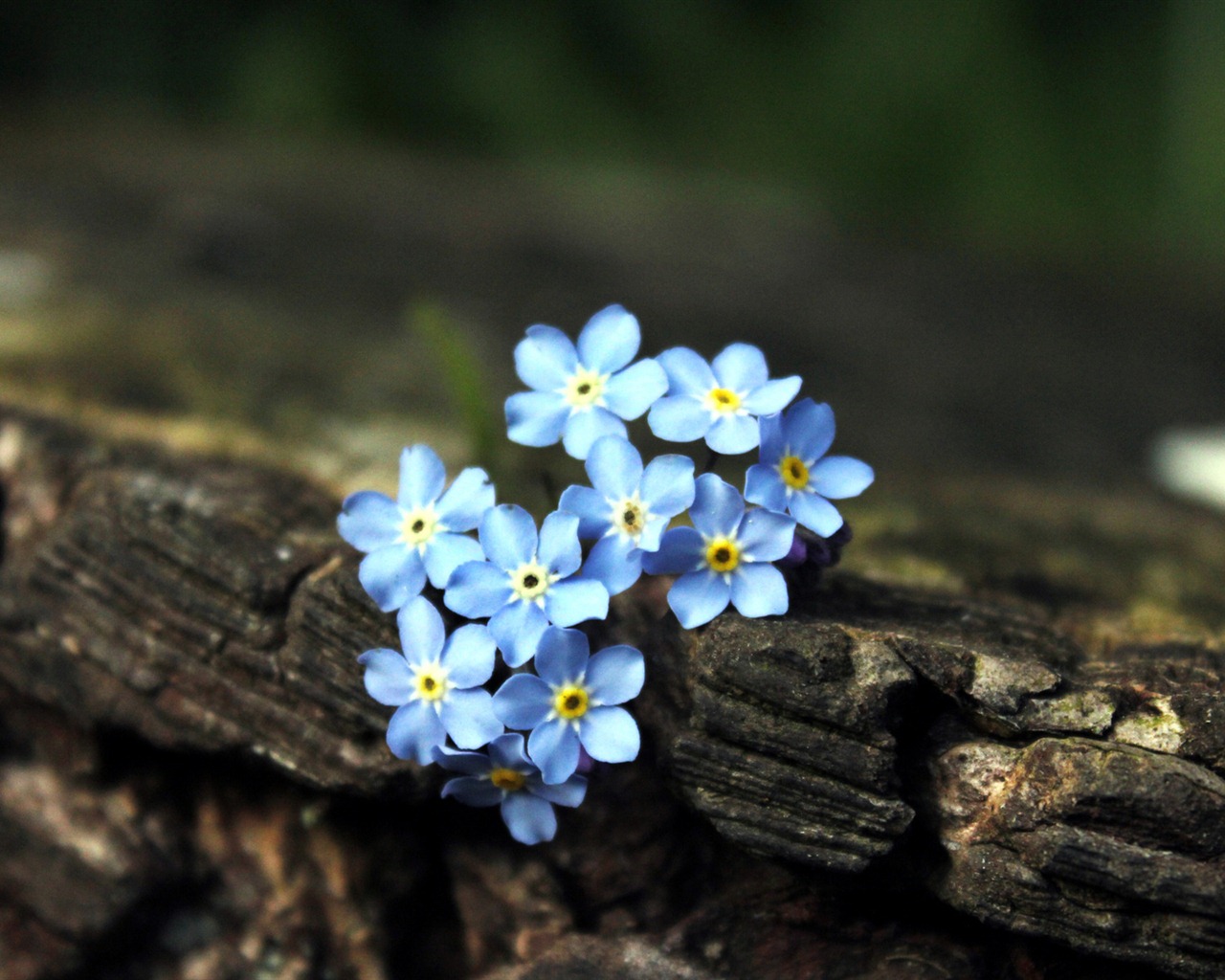 Malé a krásné forget-me-květiny HD tapetu #18 - 1280x1024