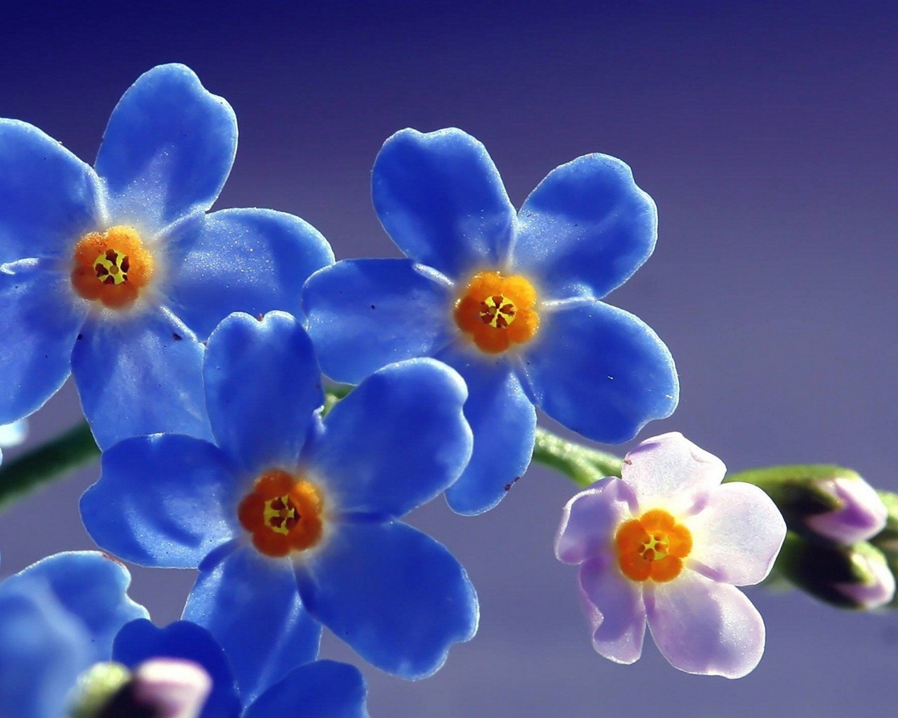 Malé a krásné forget-me-květiny HD tapetu #19 - 1280x1024