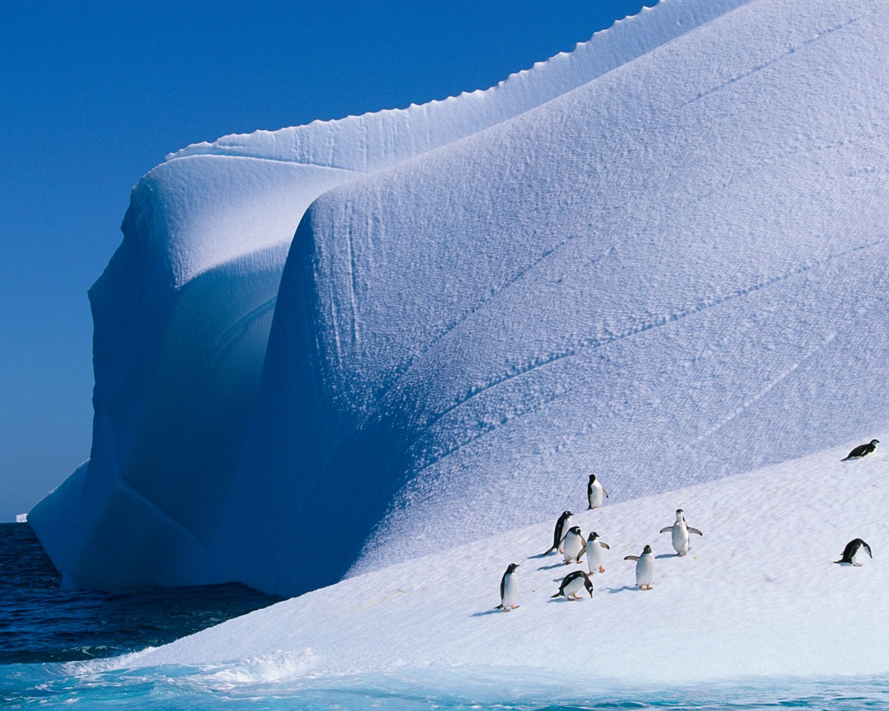 Windows 8 壁纸：南极洲，冰雪风景，南极企鹅1 - 1280x1024