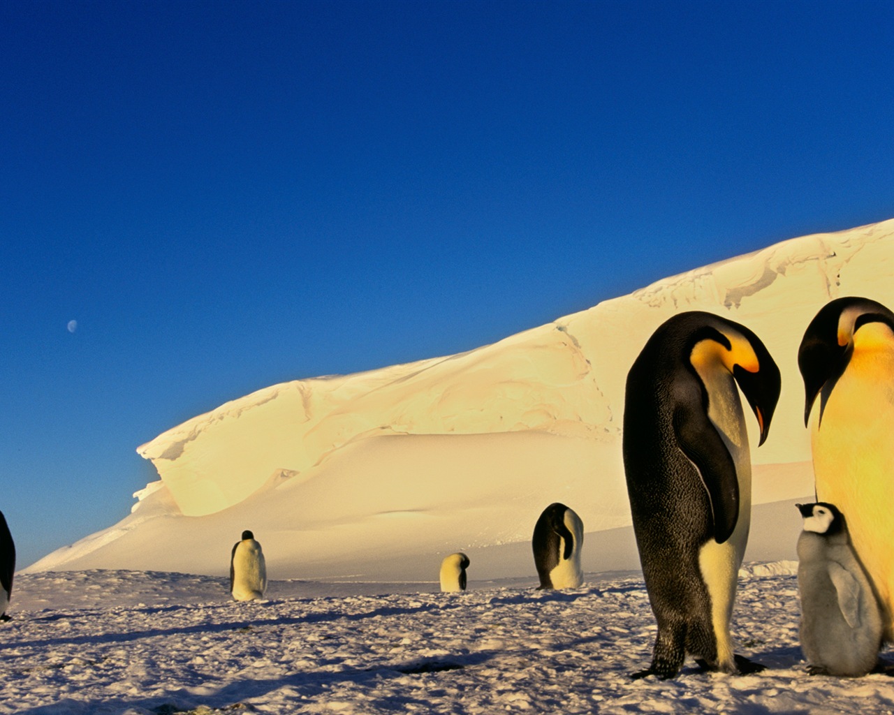 Windowsの8壁紙：南極、雪の風景、南極のペンギン #3 - 1280x1024