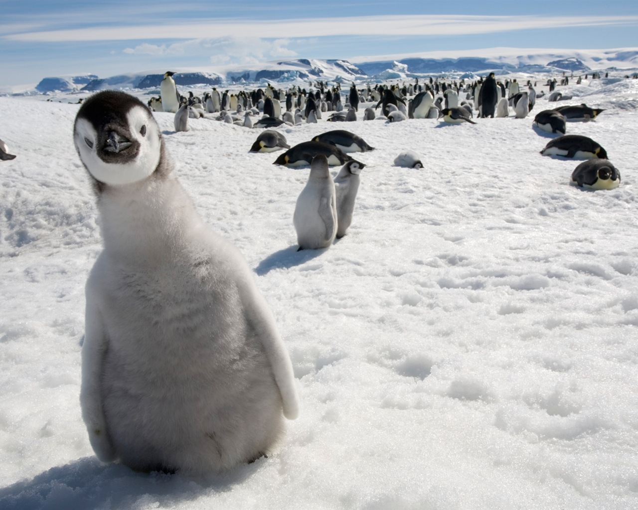 Windowsの8壁紙：南極、雪の風景、南極のペンギン #4 - 1280x1024