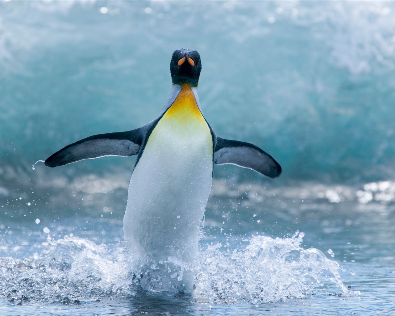 Windowsの8壁紙：南極、雪の風景、南極のペンギン #6 - 1280x1024