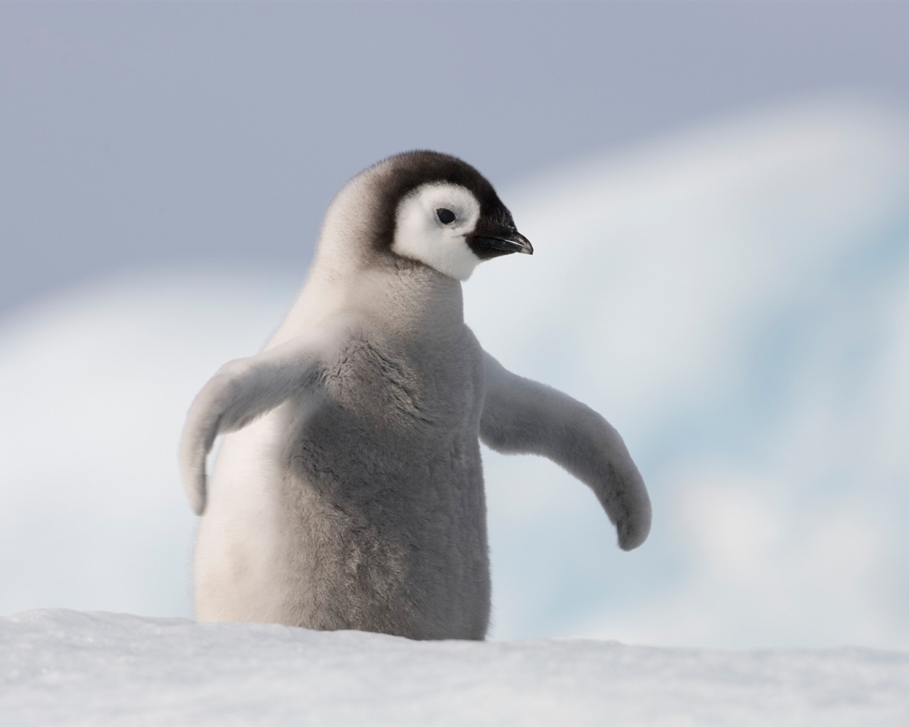 Windowsの8壁紙：南極、雪の風景、南極のペンギン #8 - 1280x1024