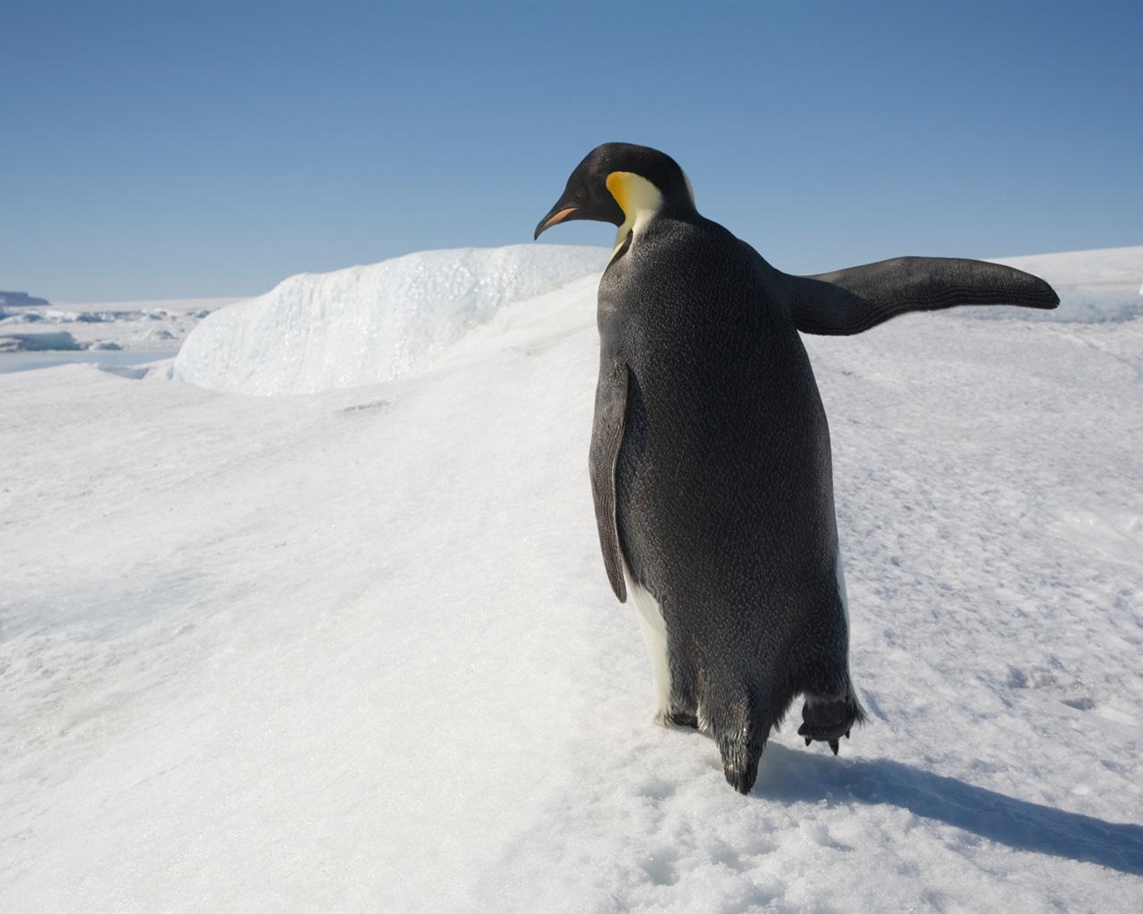 Windowsの8壁紙：南極、雪の風景、南極のペンギン #10 - 1280x1024
