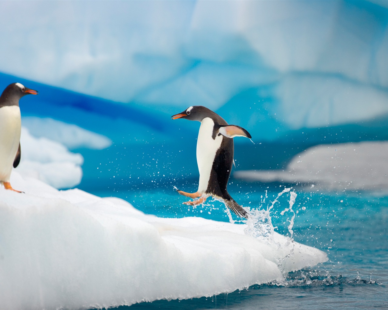 Windows 8 壁纸：南极洲，冰雪风景，南极企鹅12 - 1280x1024