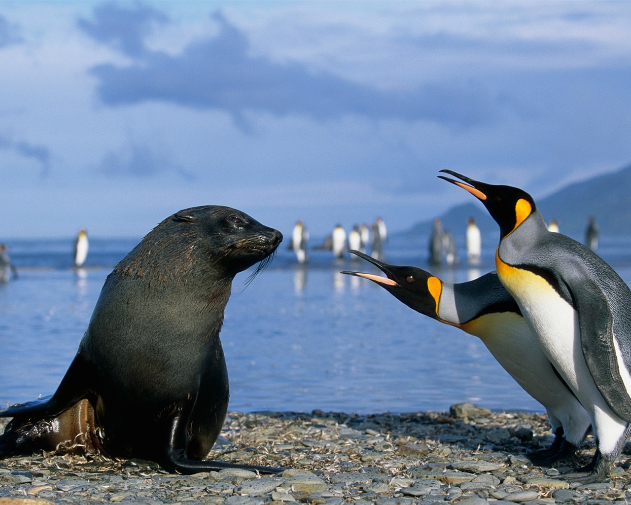 Windows 8 na plochu: Antarctic, Snow scenérie, Antarktida tučňáci #14 - 1280x1024