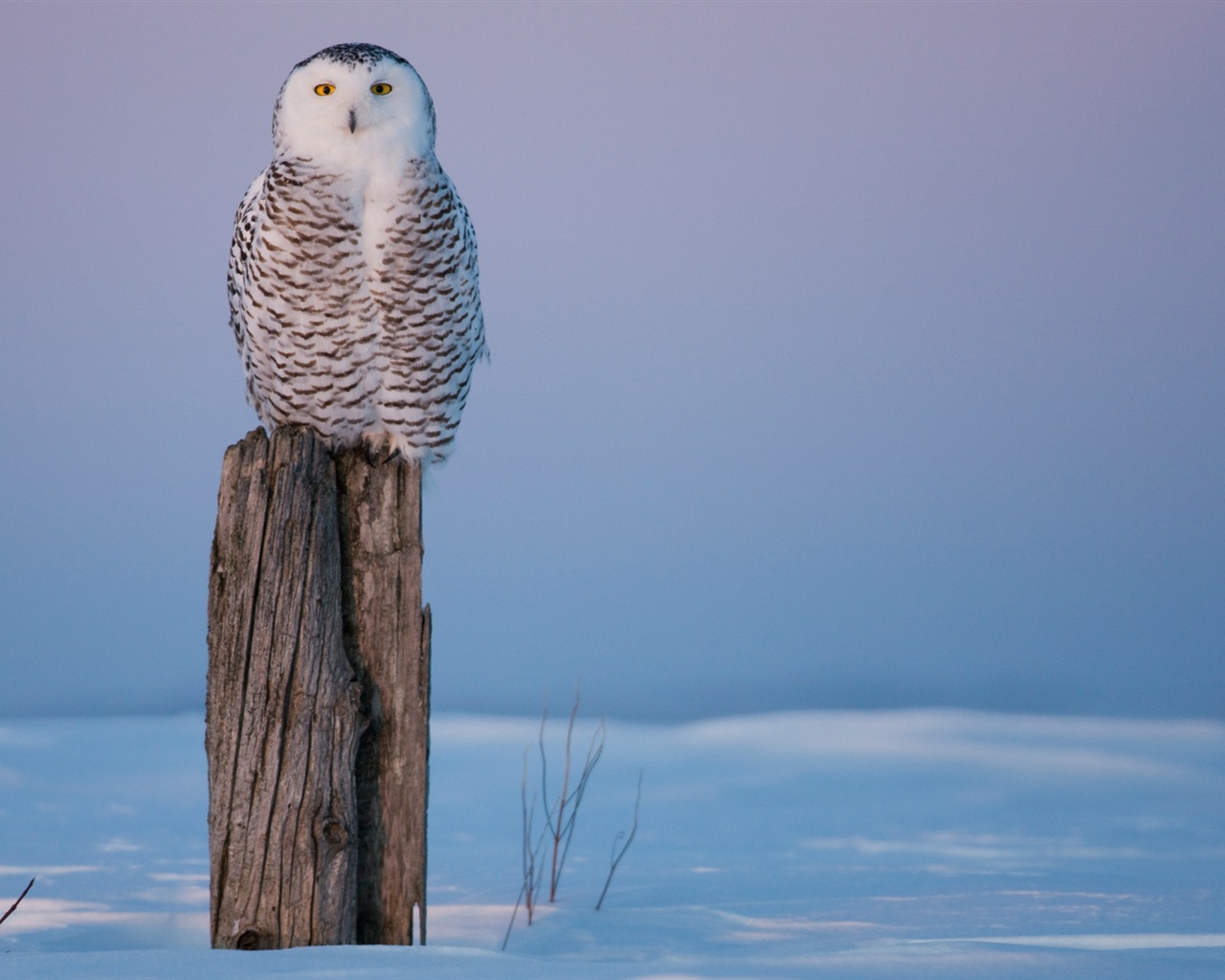윈도우 8 배경 화면 : 북극의 자연 생태 경관, 북극 동물 #2 - 1280x1024