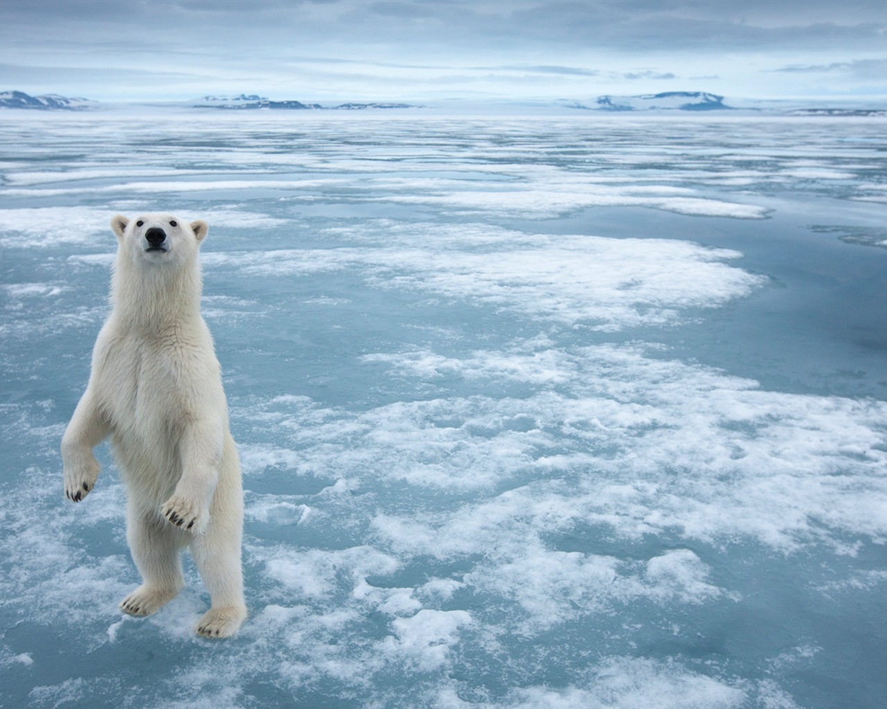 Windows 8 壁纸：北极圈，自然生态风景，北极动物6 - 1280x1024