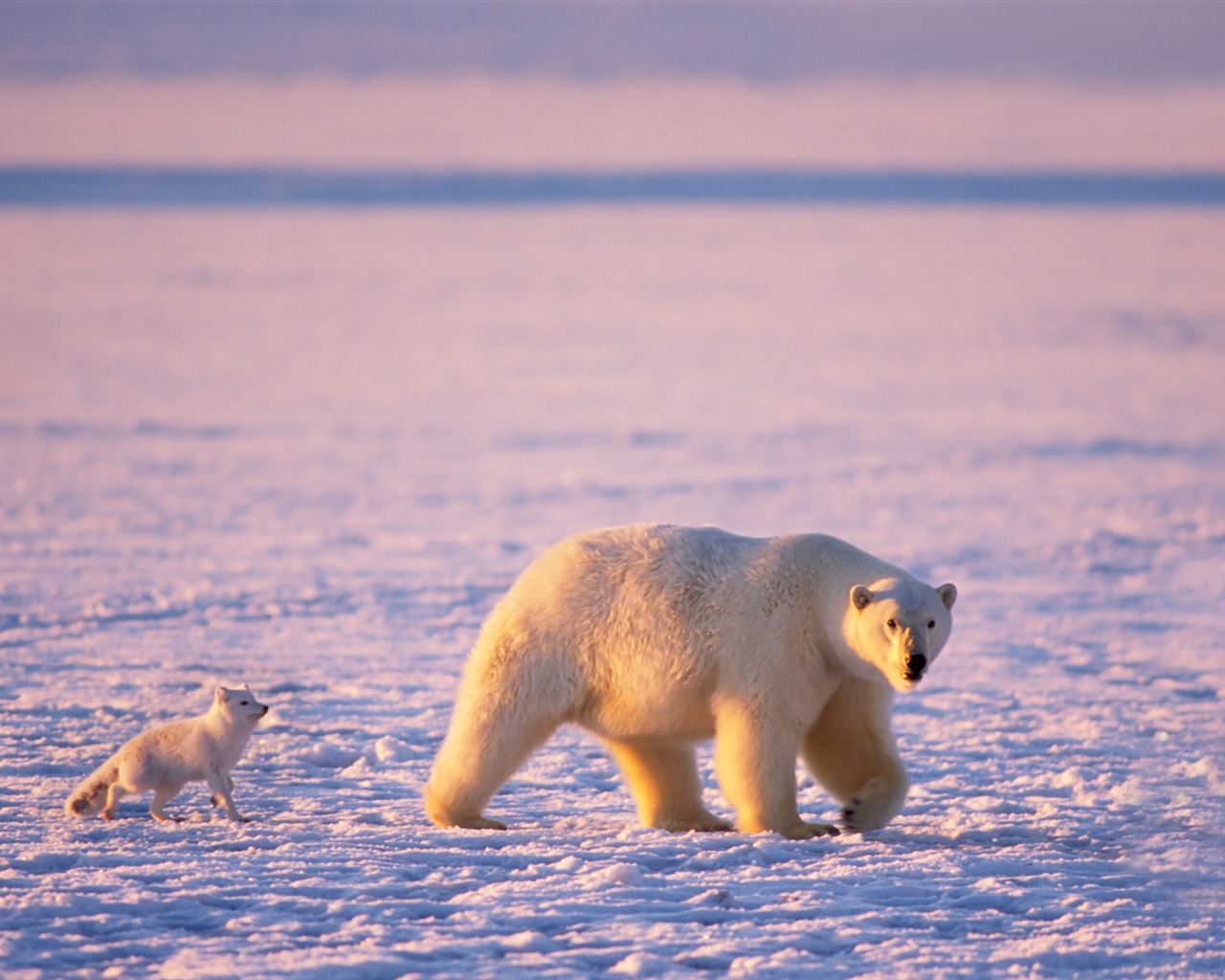 윈도우 8 배경 화면 : 북극의 자연 생태 경관, 북극 동물 #10 - 1280x1024
