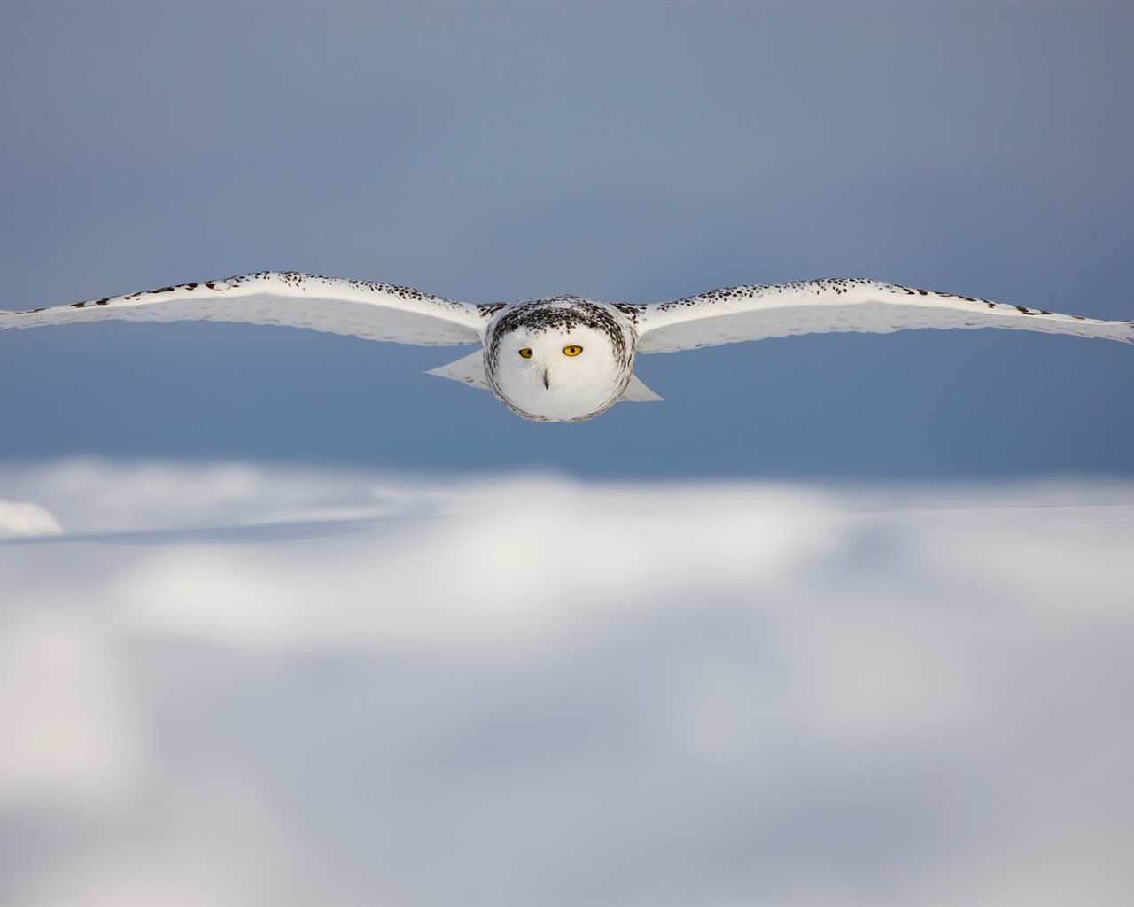 윈도우 8 배경 화면 : 북극의 자연 생태 경관, 북극 동물 #12 - 1280x1024