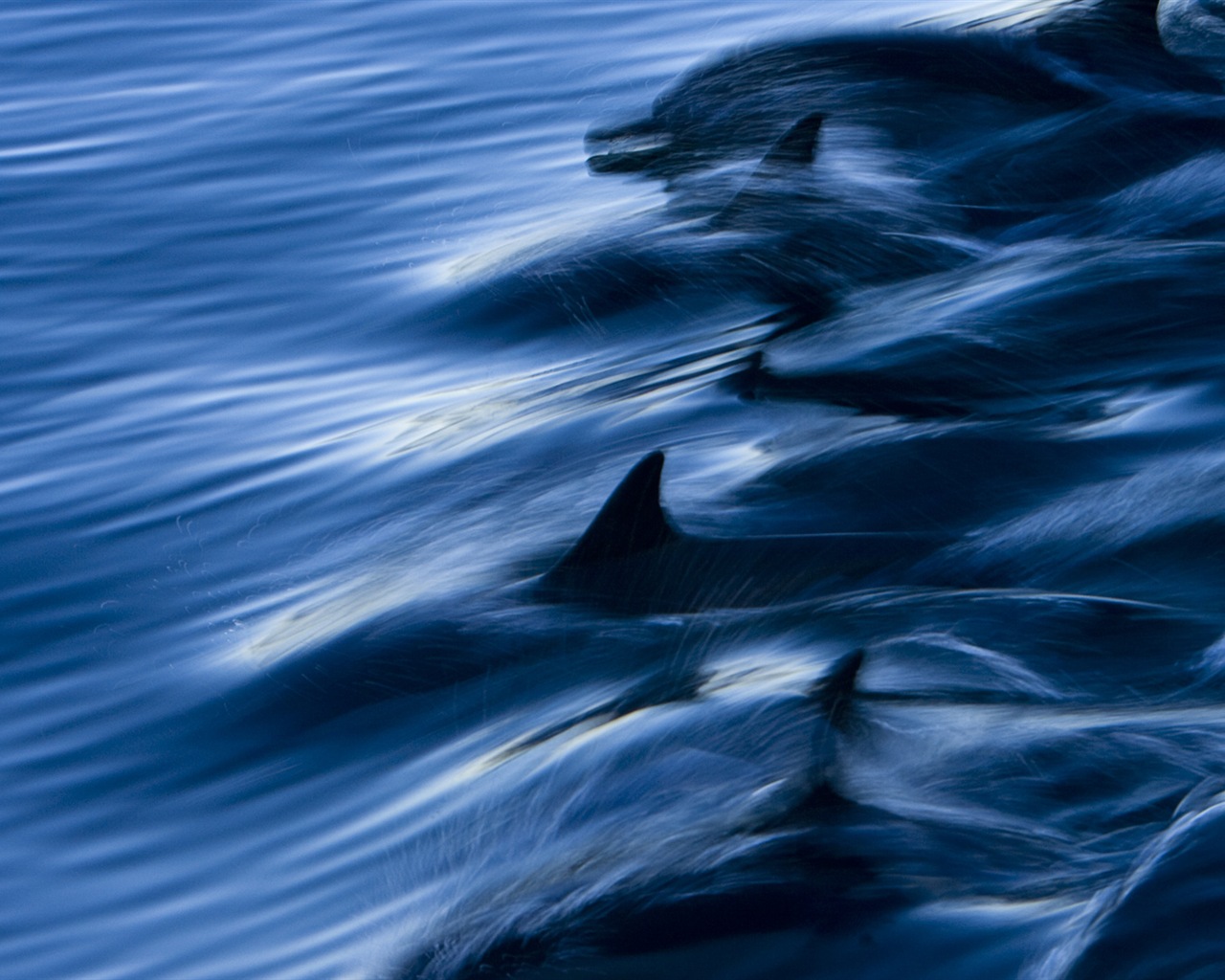 Windows 8 theme wallpaper: elegant dolphins #3 - 1280x1024