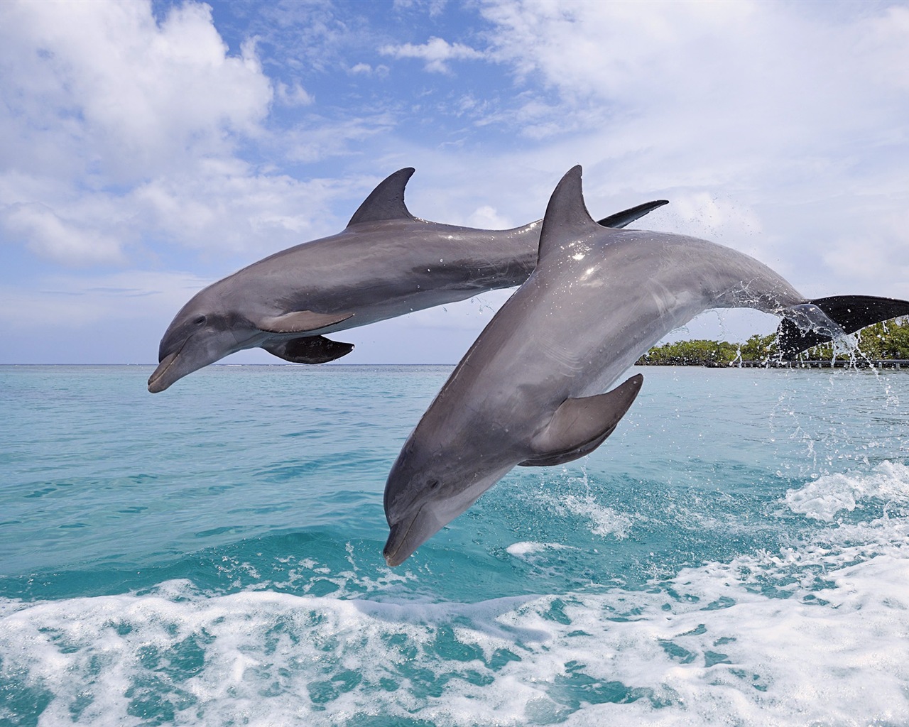 Windows 8 тема обоев: элегантная дельфинов #6 - 1280x1024