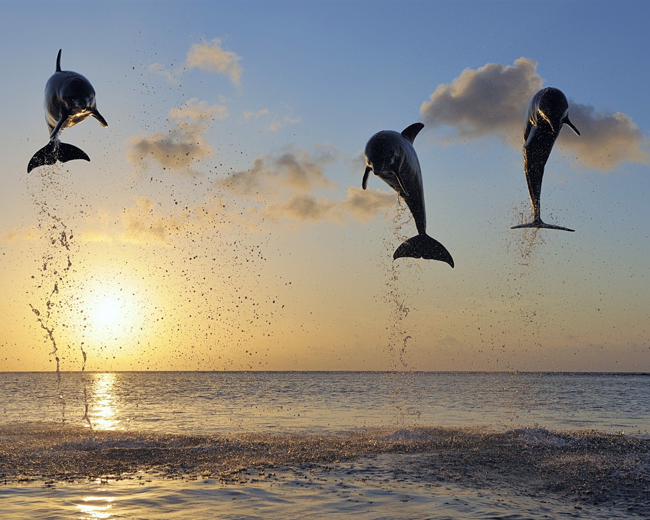Windows 8 theme wallpaper: elegant dolphins #8 - 1280x1024