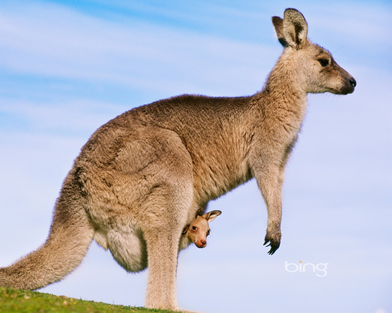 Bing Australie thème fonds d'écran HD, animaux, nature, bâtiments #1 - 1280x1024