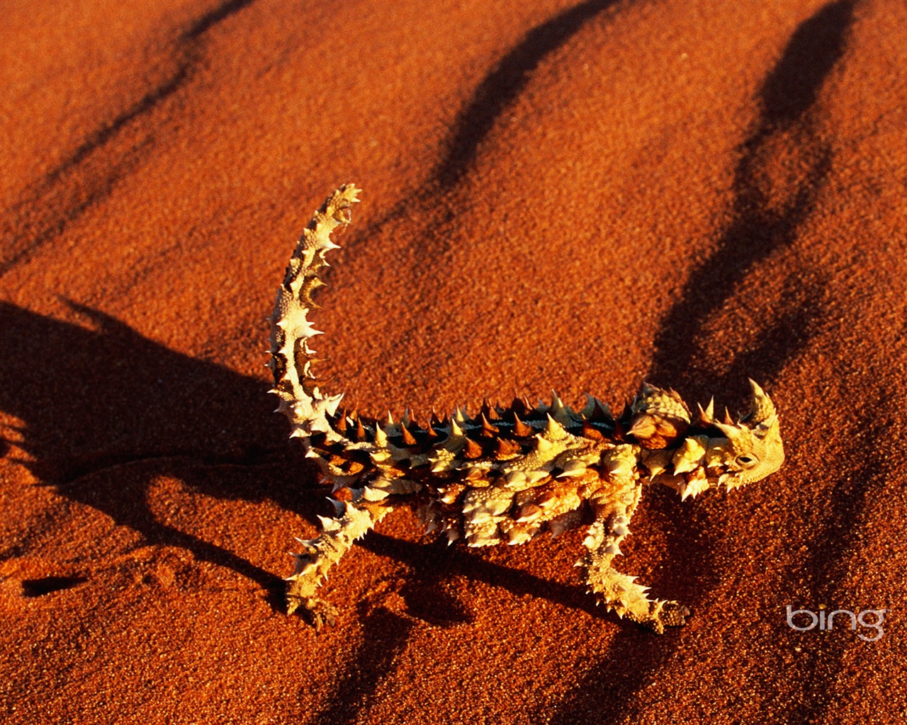 Bing Australien Thema HD Tapeten, Tiere, Natur, Gebäude #7 - 1280x1024