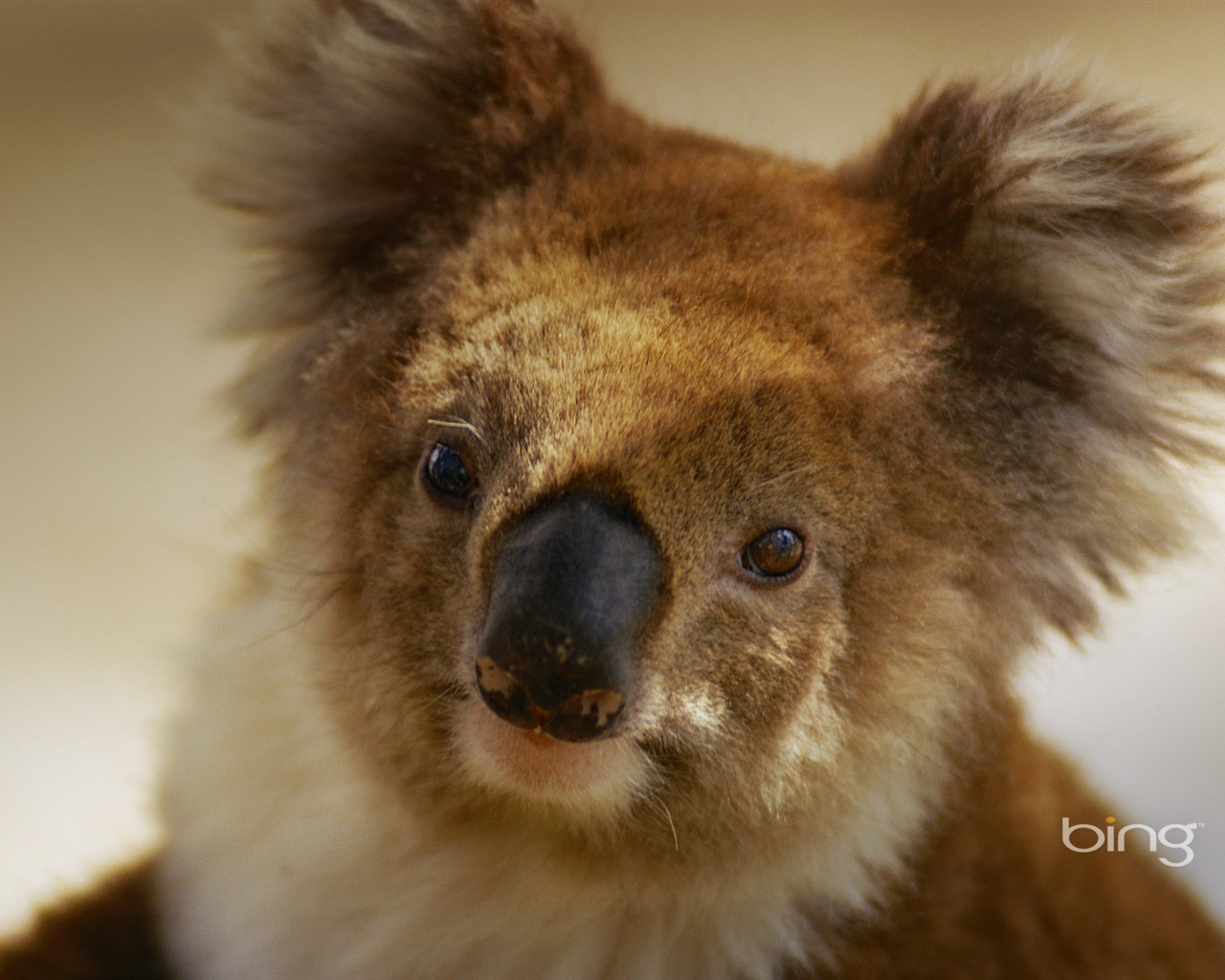 Microsoft Bing тему HD обои, Австралия, город, пейзаж, животные #3 - 1280x1024