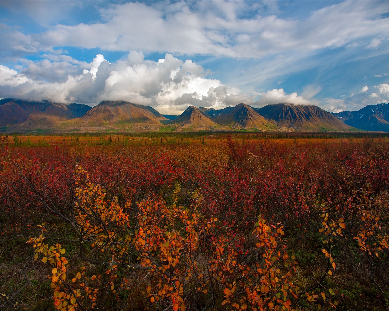 Denali National Park HD Tapety #9 - 1280x1024