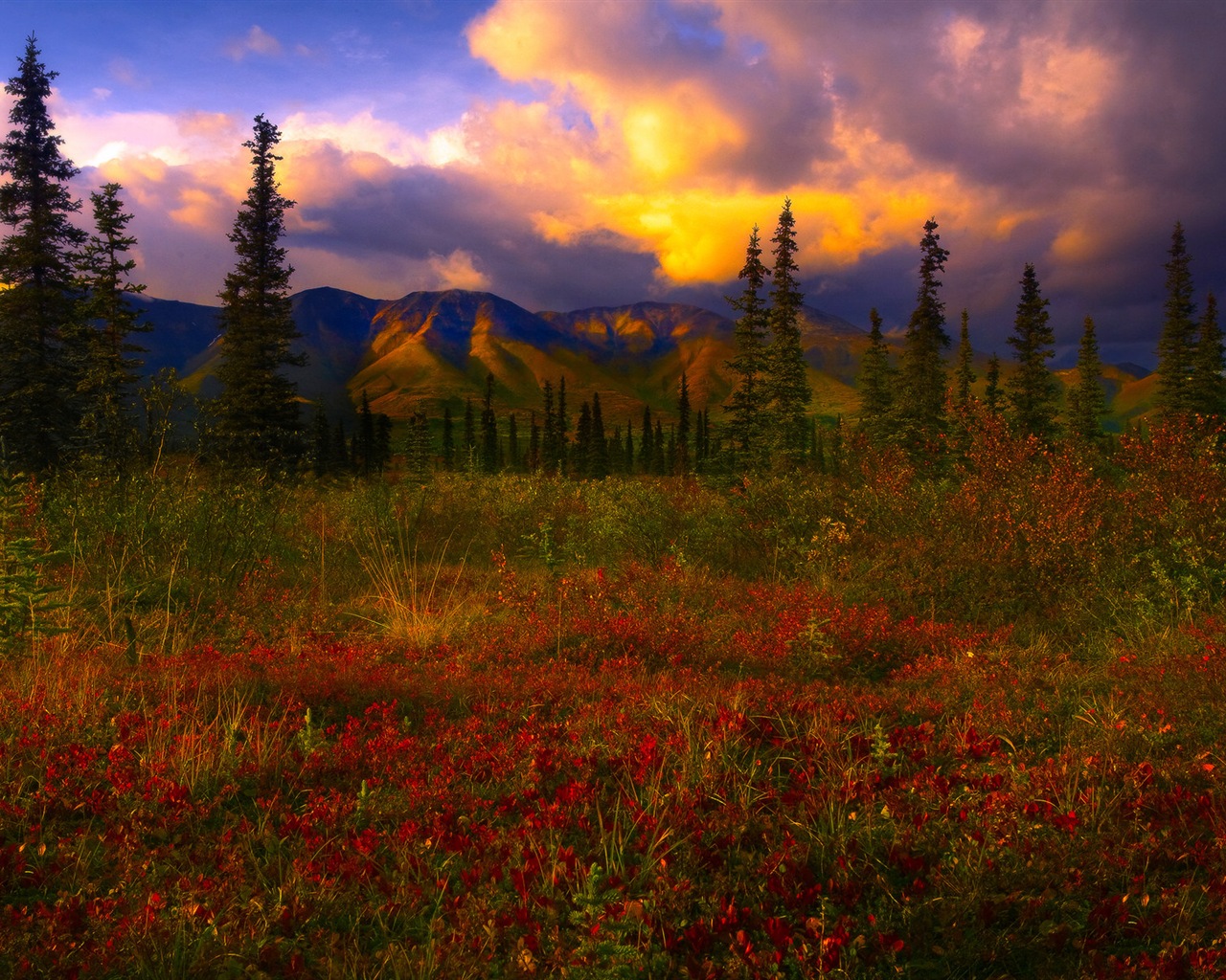 Denali National Park 丹那利国家公园 高清风景壁纸12 - 1280x1024